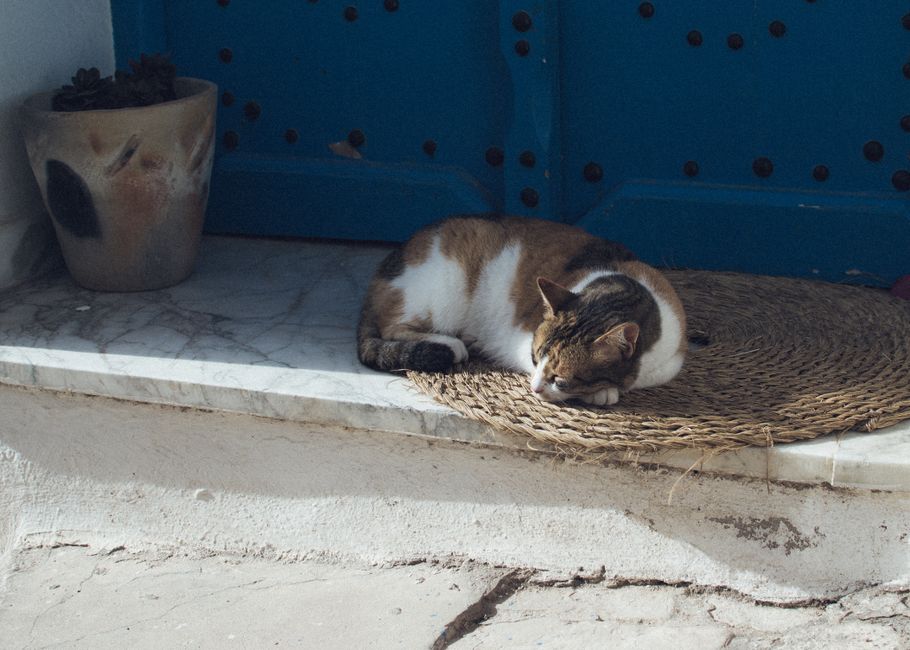 A cat relaxes on a woven mat by a traditional blue Tunisian door.